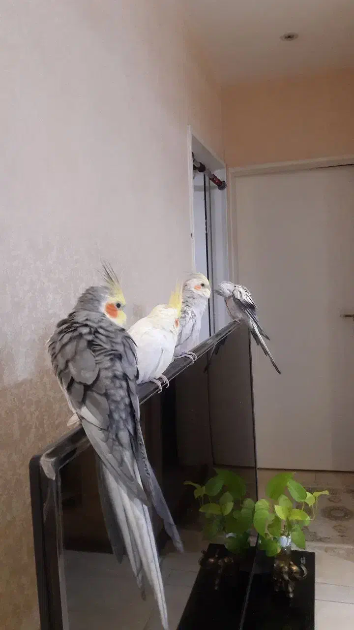 پرنده|پرنده|مشهد, چهارچشمه|دیوار