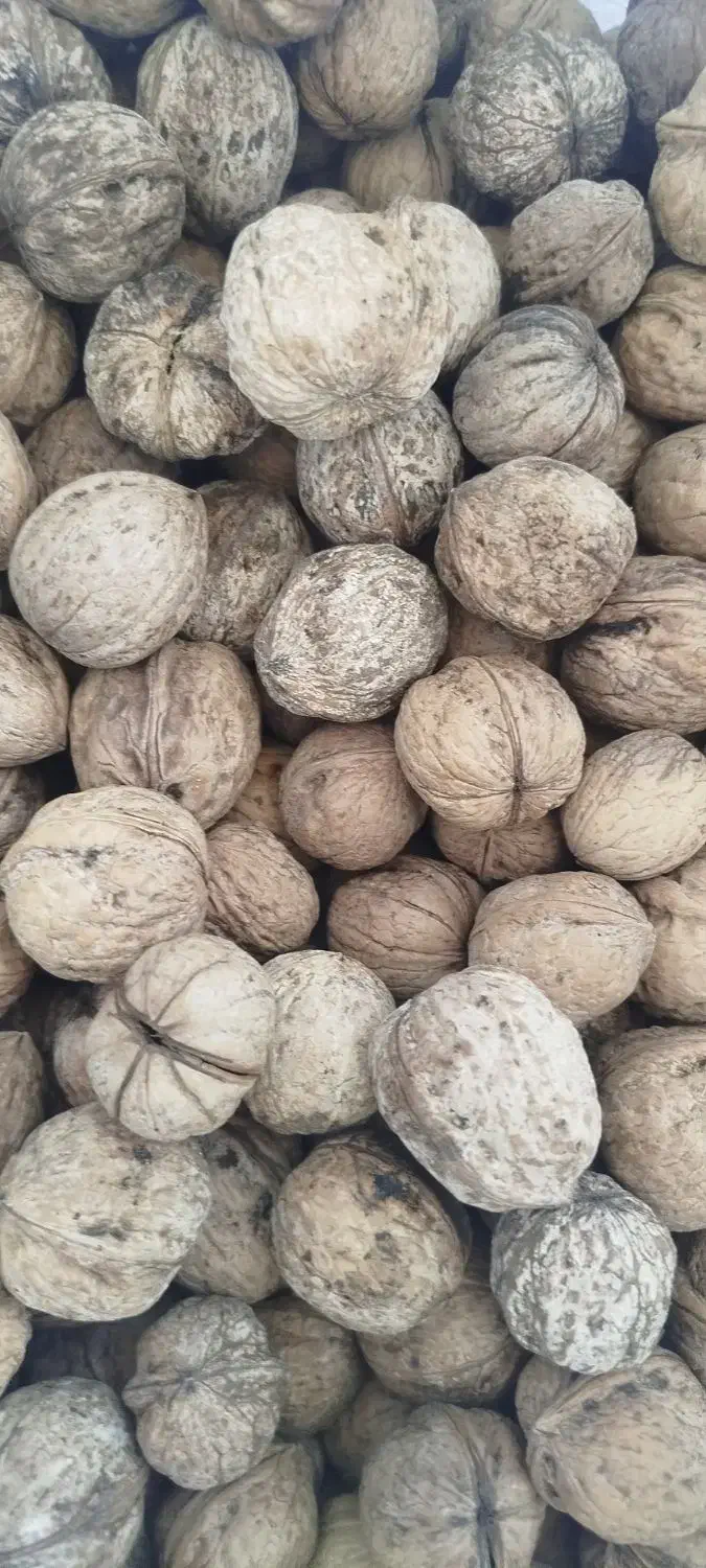 گردو خشک امسال|خوردنی و آشامیدنی|خانمیرزا, |دیوار