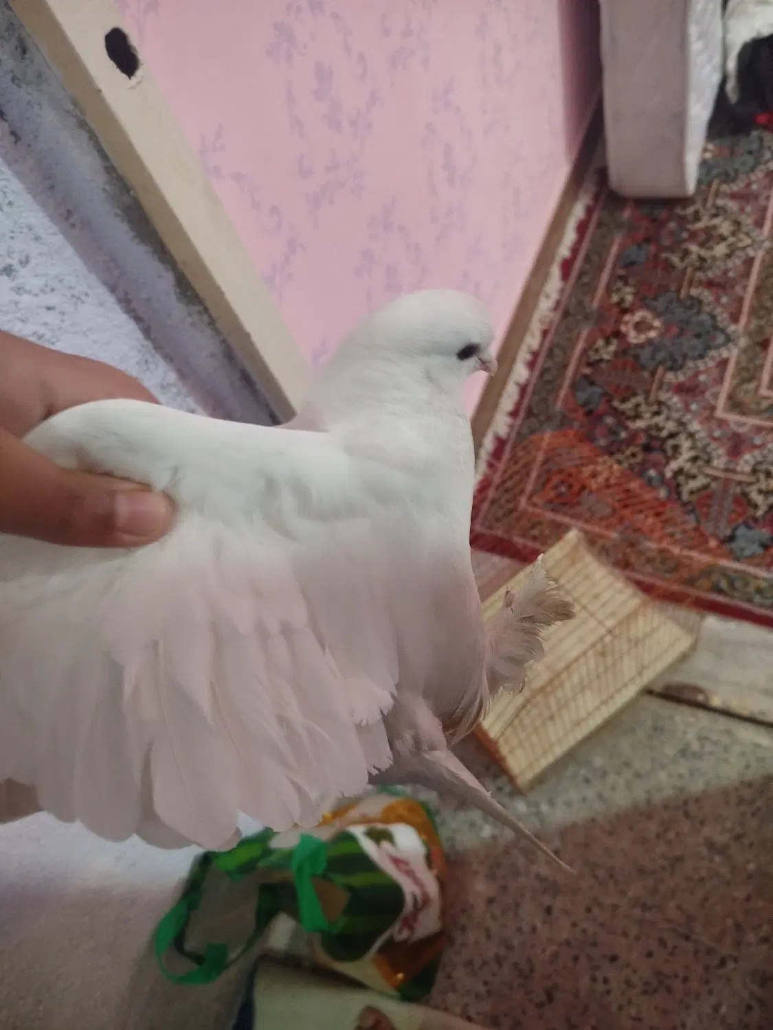 کفتر|پرنده|چرام, |دیوار