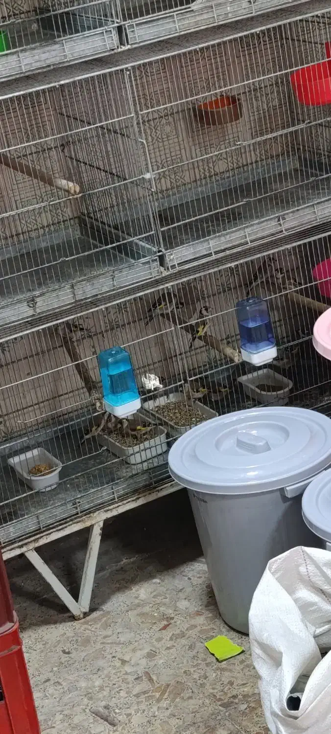 جوجه سهره تغداد|پرنده|میاندوآب, |دیوار