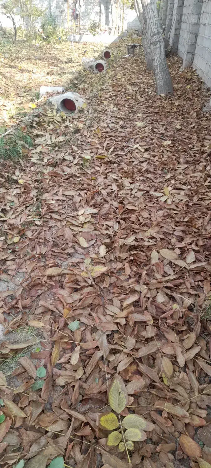 برگ درختان خوراک برای دام|گل و گیاه طبیعی|خسروشاه, |دیوار