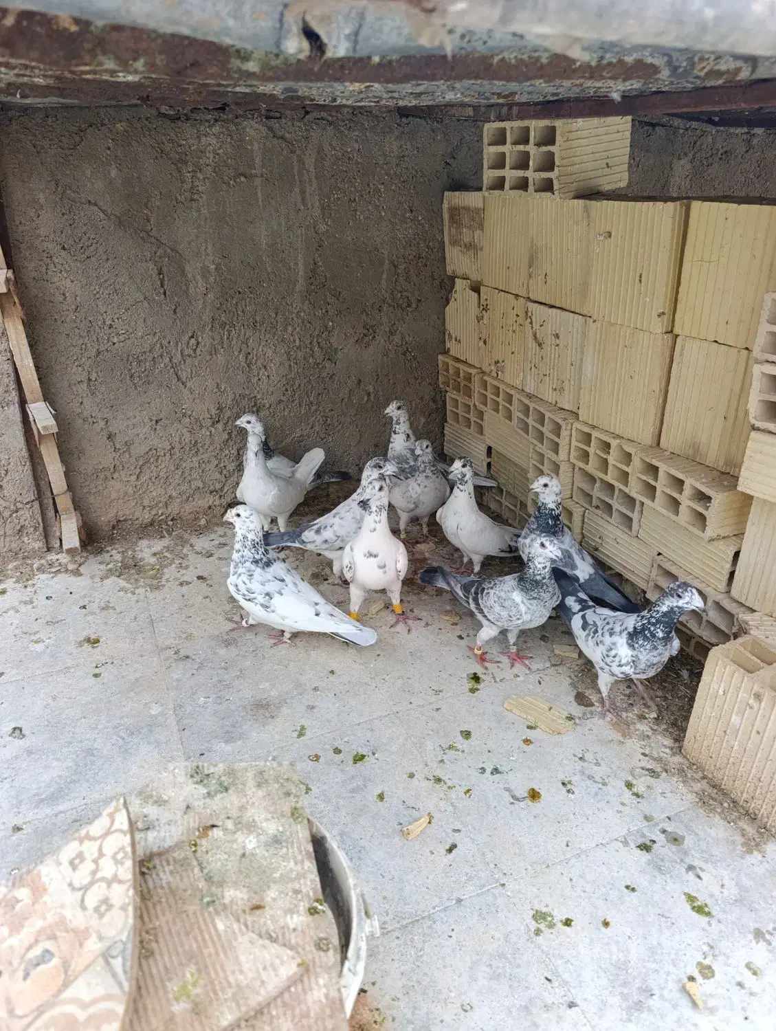 کبوتر گلی سرور|پرنده|شیراز, گویم|دیوار