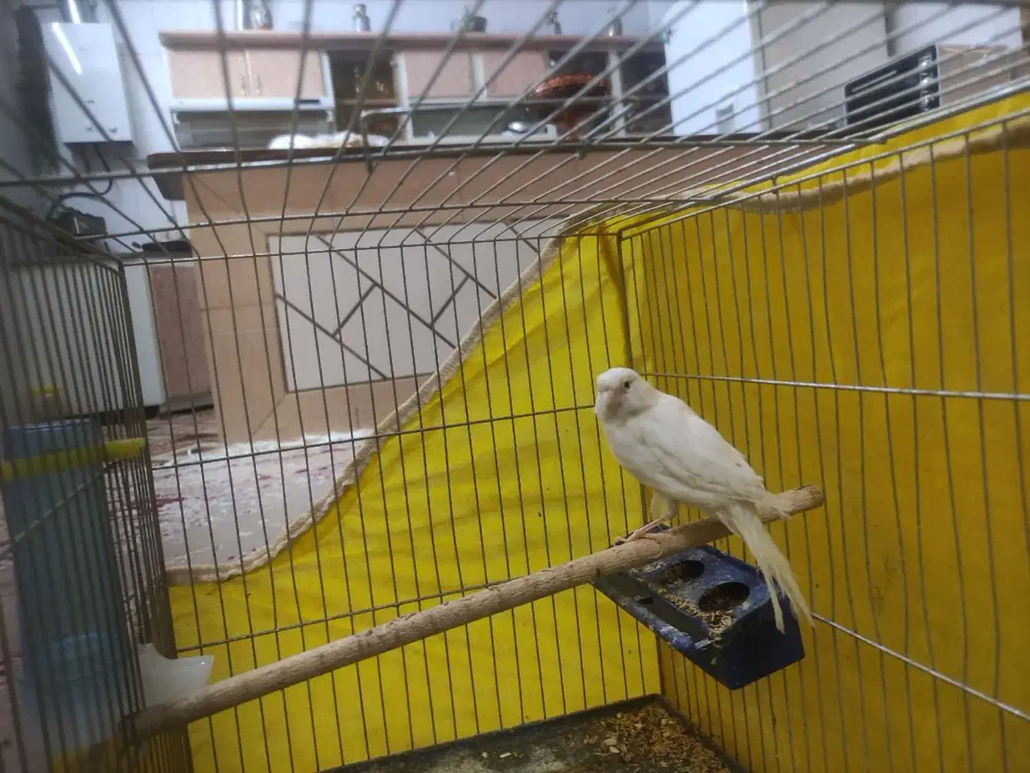 فروش قناری ماده سفید|پرنده|تیران, |دیوار