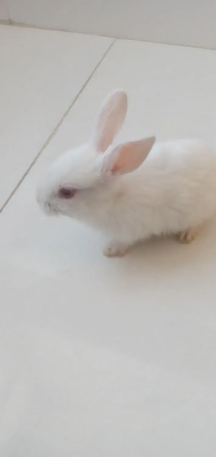 خرگوش زرنگ|موش و خرگوش|قم, کلهری|دیوار