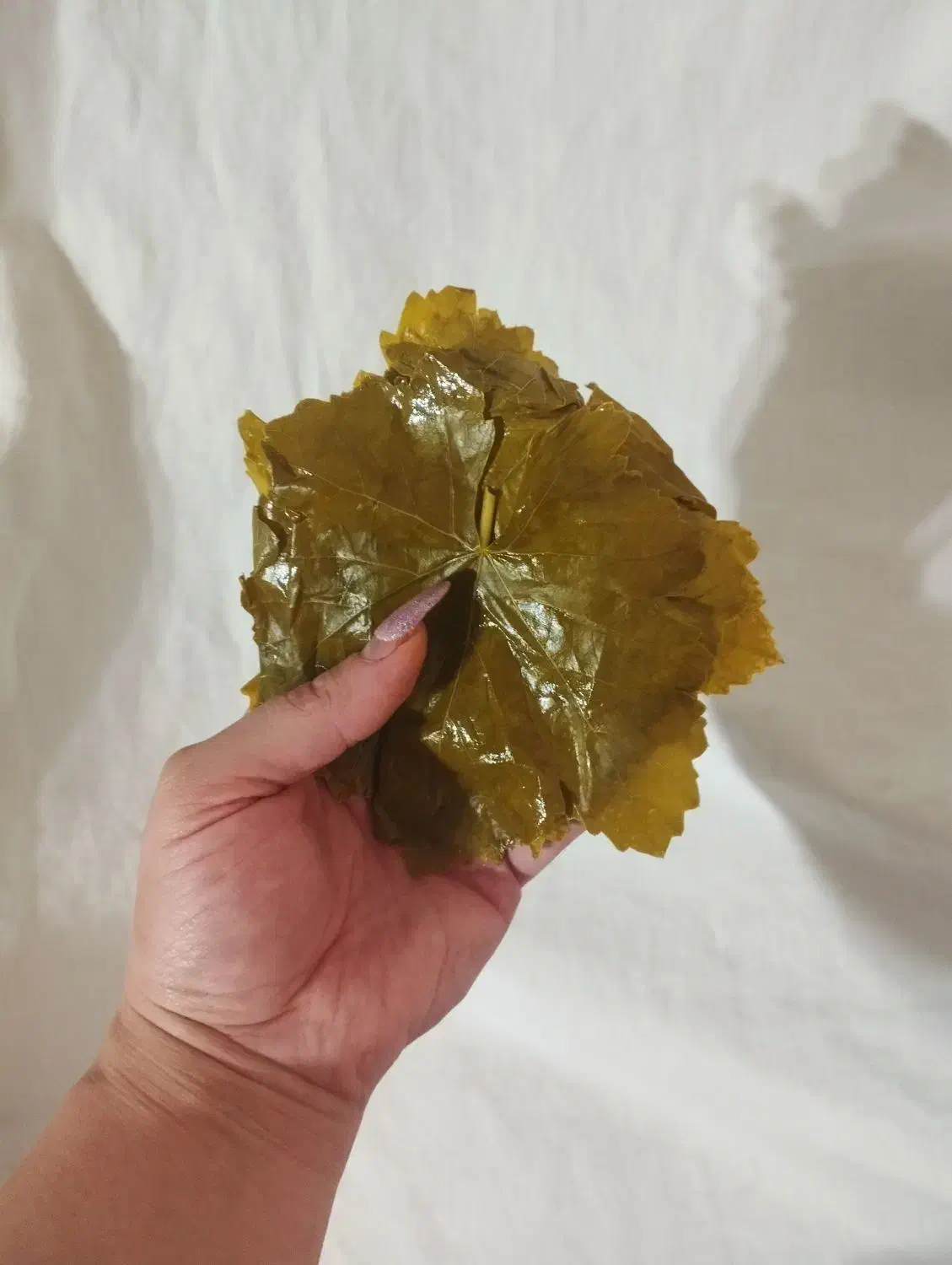 برگ مو دلمه تازه|خوردنی و آشامیدنی|مراغه, |دیوار