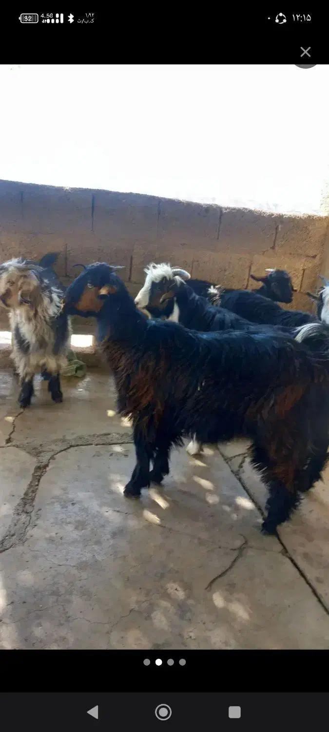 فروشی فوری با موتور معاوضه میشود|حیوانات مزرعه|مسجد سلیمان, |دیوار