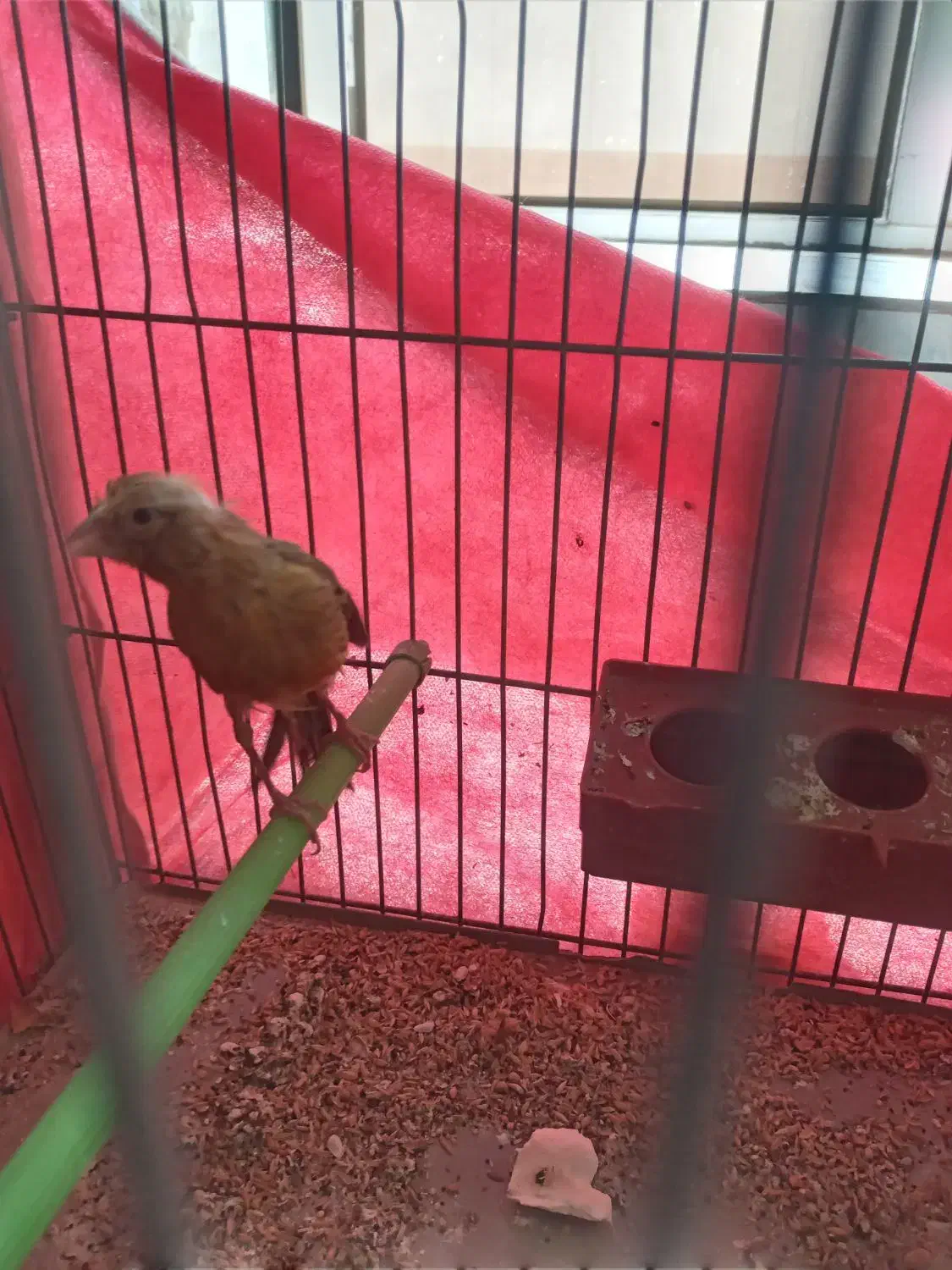 قناری ماده|پرنده|مبارکه, |دیوار