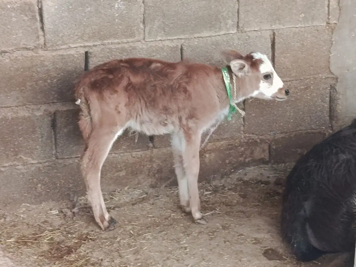 گوساله لری|حیوانات مزرعه|گتوند, |دیوار