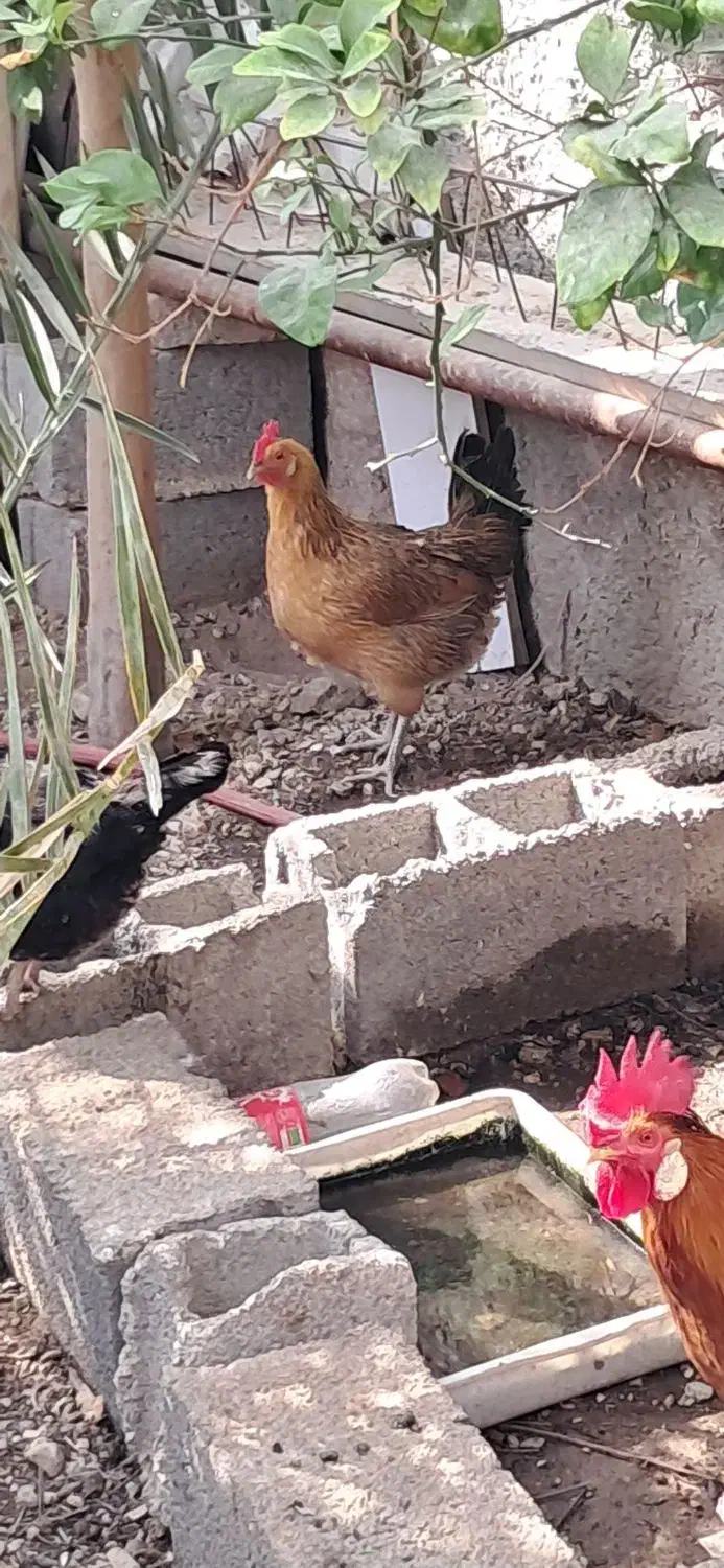 مرغ محلی اصل|حیوانات مزرعه|لامرد, |دیوار