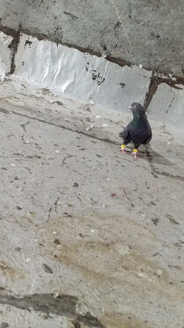 کله تاپ سیاه|پرنده|باوی, |دیوار