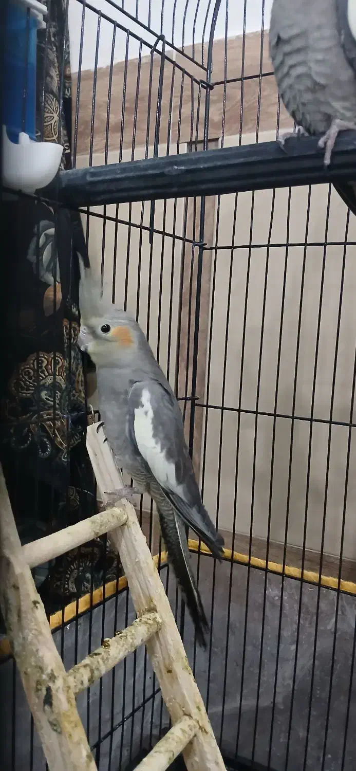 عروس هلندی|پرنده|تربت جام, میان جام|دیوار