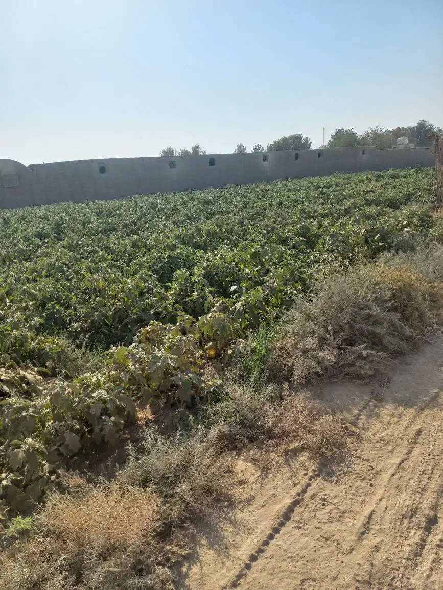 فروش ۴۲۷۰متری زمین کشاورزی روستای تجره|فروش زمین و ملک کلنگی|جوادآباد, |دیوار