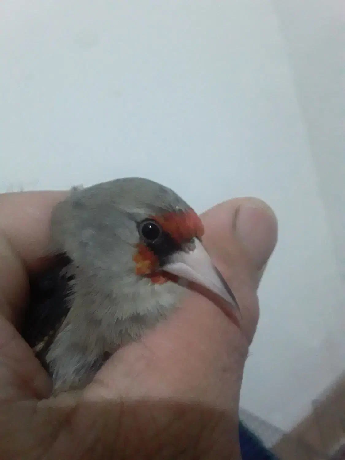 سهره|پرنده|رفسنجان, |دیوار