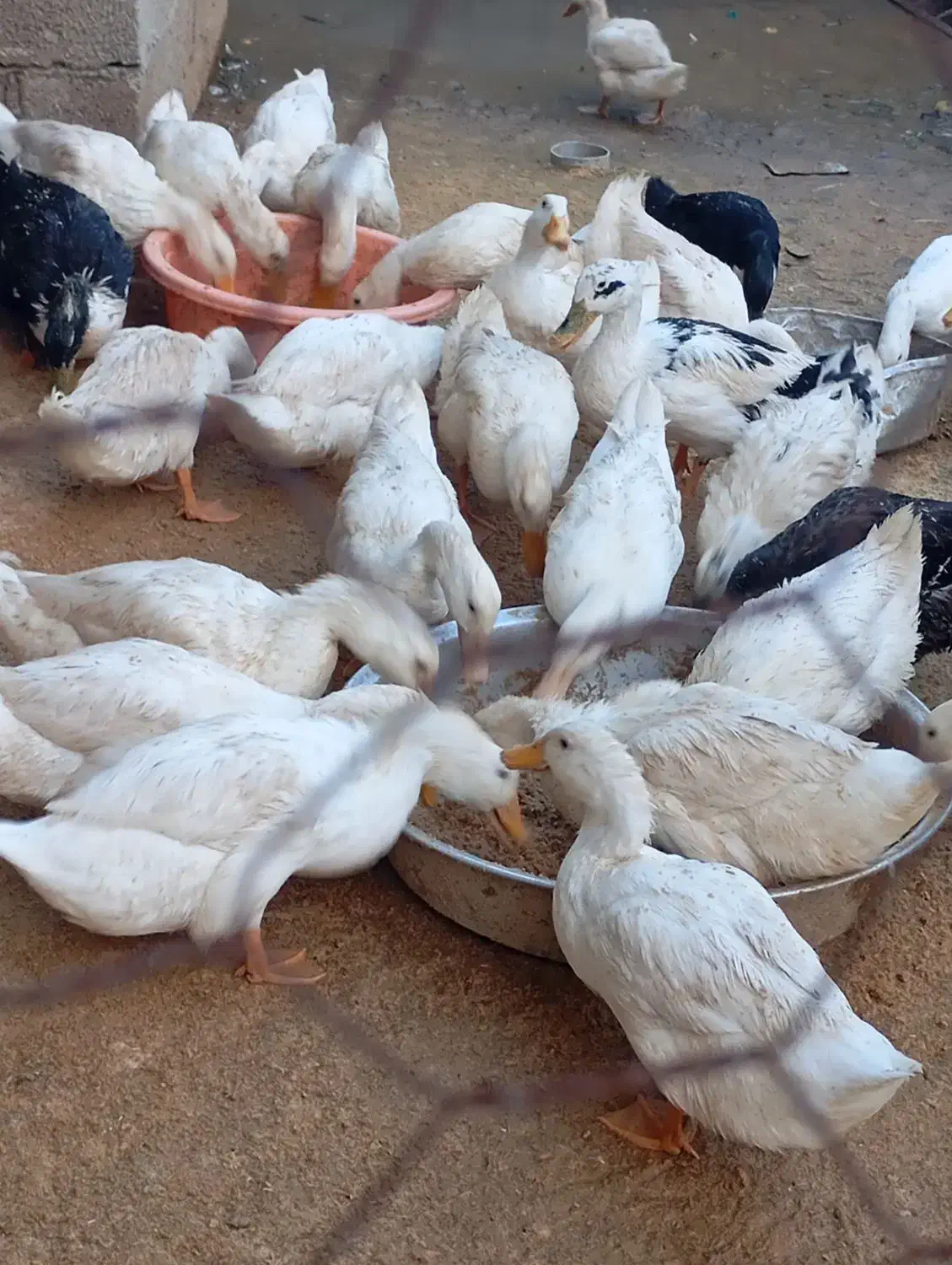 اردک محلی موجود 10الی15عدد|حیوانات مزرعه|حویق, |دیوار