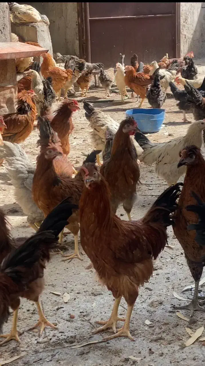 پخش جوجه مرغ و خروس محلی کشتنی (توی همه سن)|حیوانات مزرعه|کرمان, |دیوار