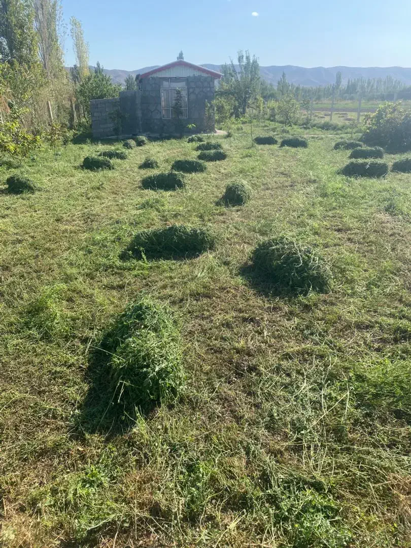 یونجه 150عدد|خدمات باغبانی و درختکاری|خوی, |دیوار