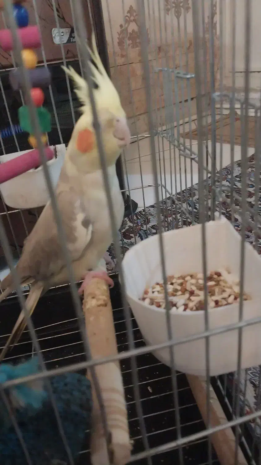 یه جفت عروس هلندی|پرنده|ری, شهرری|دیوار