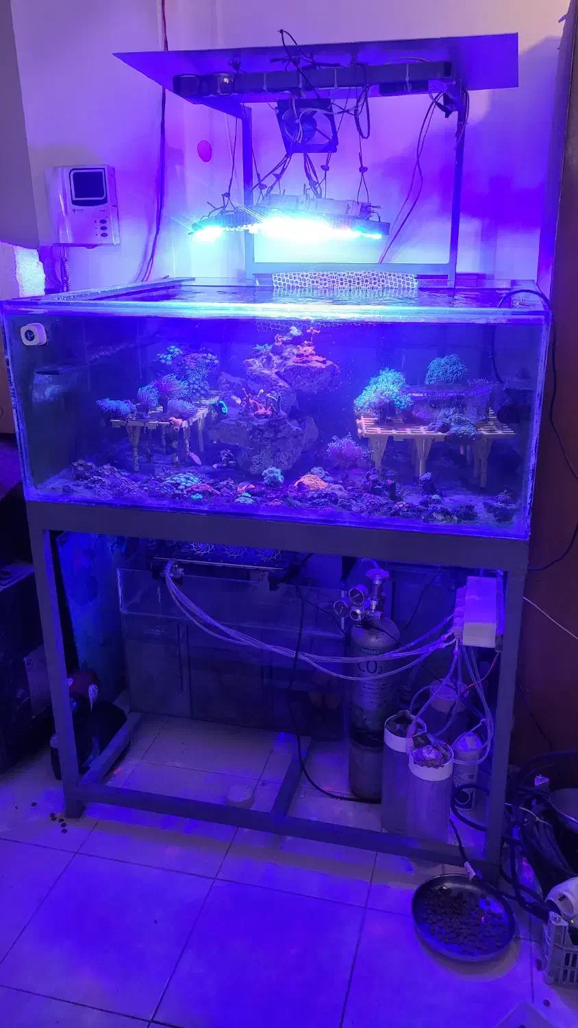 آکواریوم فارم مرجانی|ماهی|شیراز, صنایع الکترونیک|دیوار