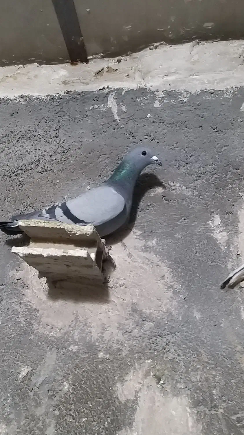 کفتر|حیوانات|تاکستان, |دیوار