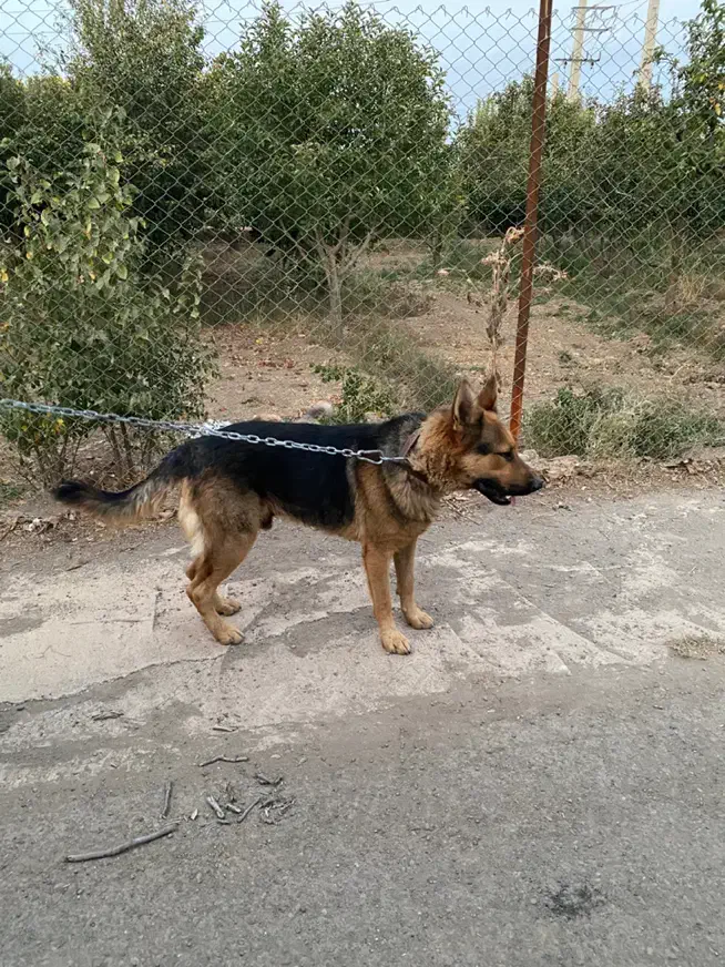 سگ ژرمن|سگ|قزوین, |دیوار