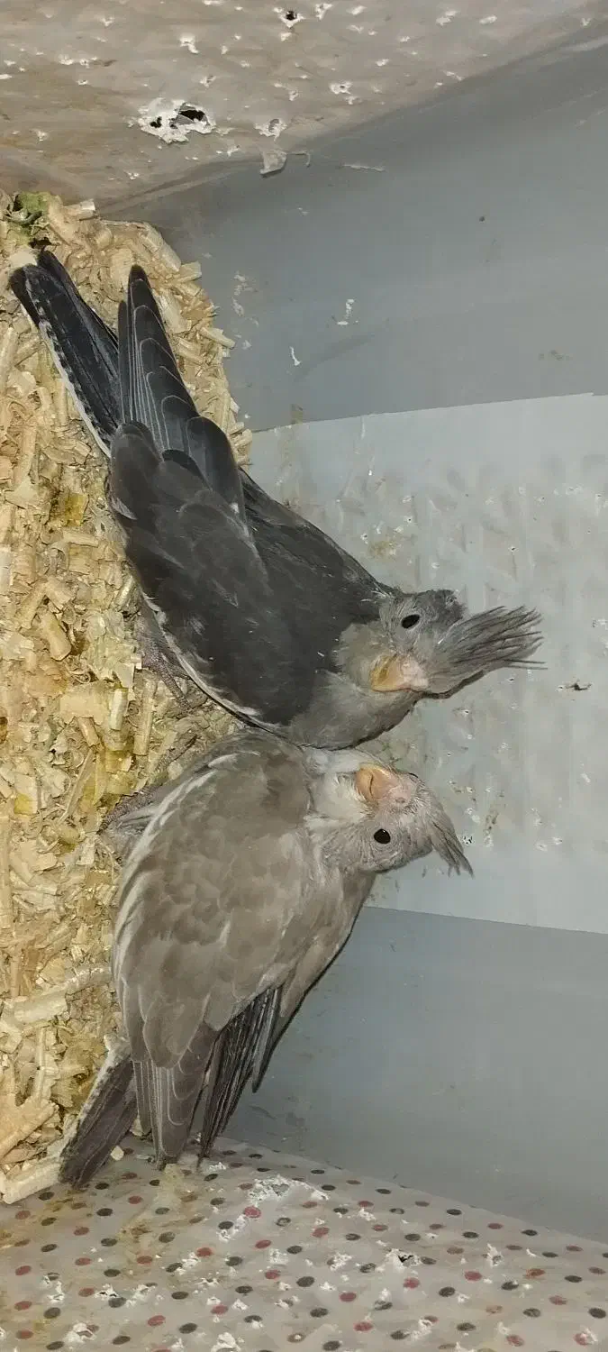 جوجه عروس وایت فیت|پرنده|بهشهر, |دیوار