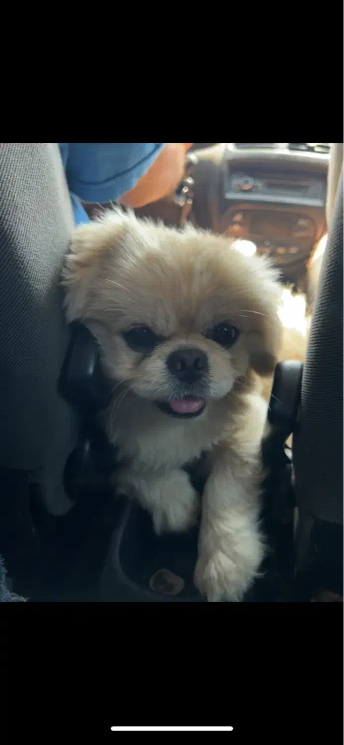 سگ پکینیز نر عقیم شده|سگ|بابل, |دیوار