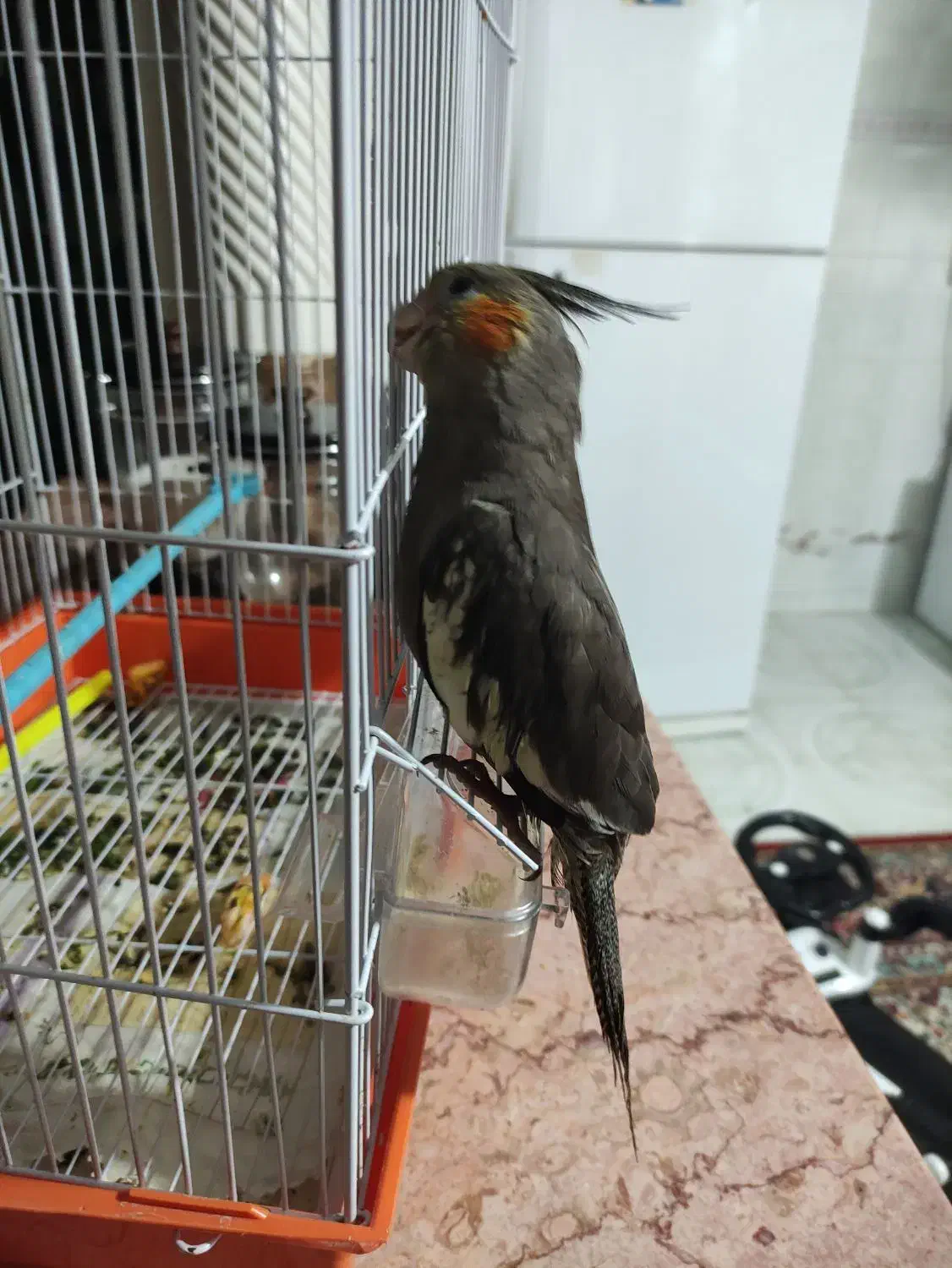 عروس هلندی|پرنده|خرمشهر, |دیوار