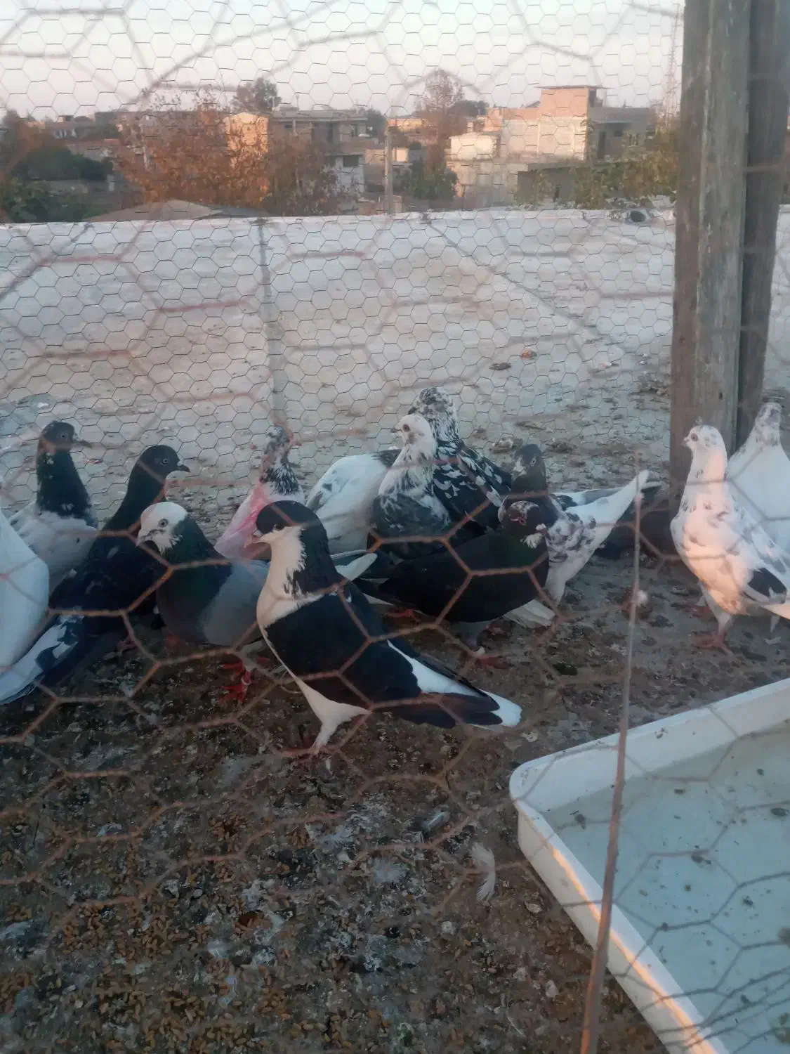 کبوتر تکپر|پرنده|تاتار علیا, |دیوار