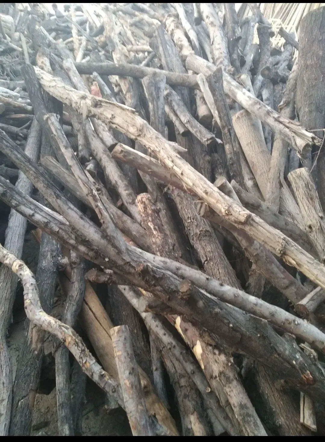 فروش فوری 15تن چوب زغالی|خدمات باغبانی و درختکاری|چادگان, |دیوار