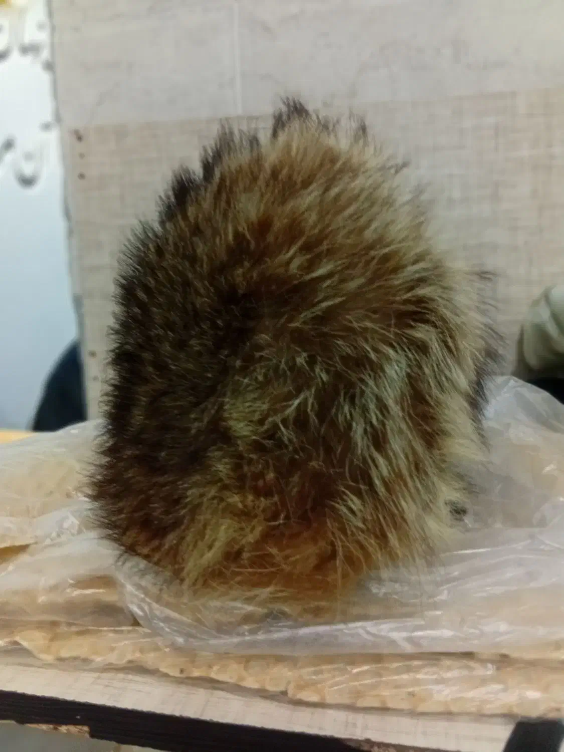 شلوارلی رایگان|لباس|تربت جام, بوستان وحدت|دیوار