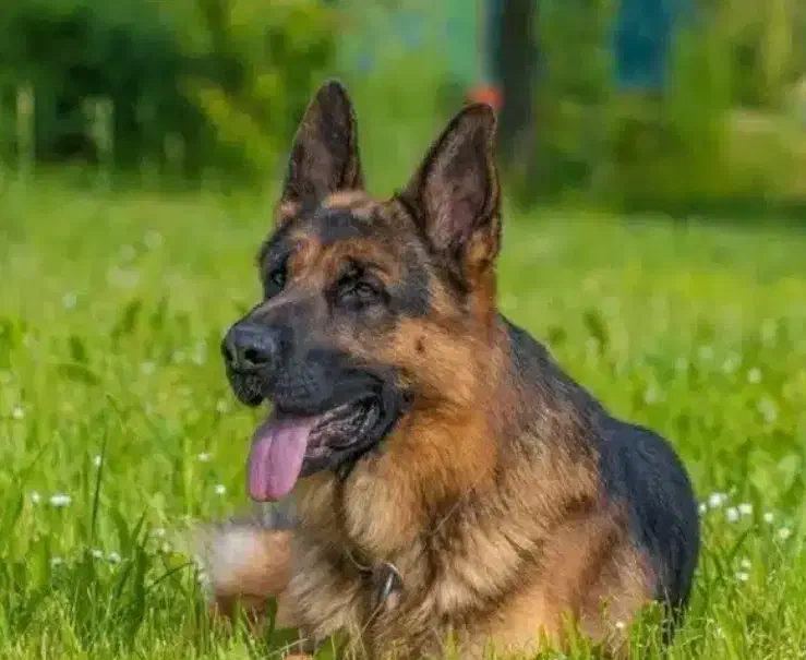 سگ ژرمن شپرد ۲ ساله ماده|سگ|شاهین‌شهر, شهرک میلاد|دیوار