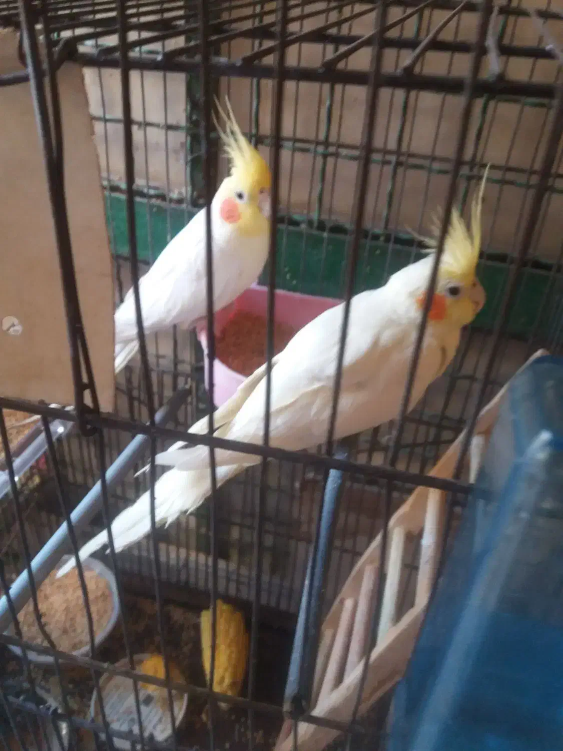 عروس هلندی لوتینو نر وماده|پرنده|تهران, زرکش|دیوار