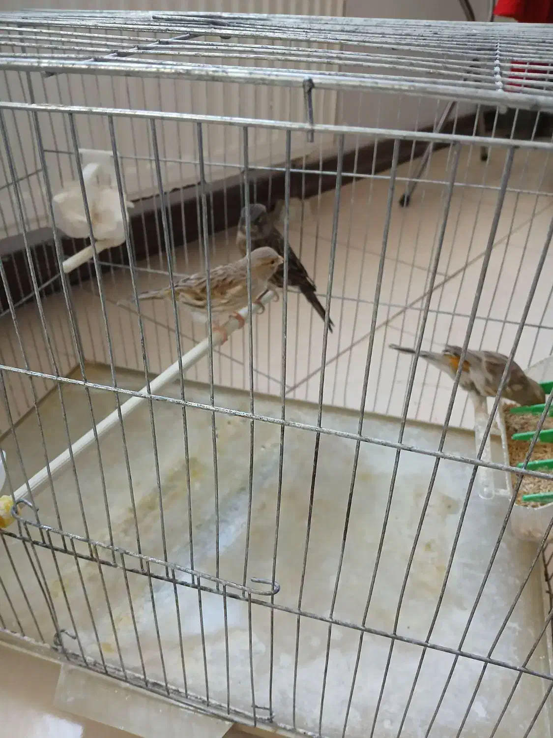 ۳ عدد قناری ماده اوپال|پرنده|چهارباغ, |دیوار