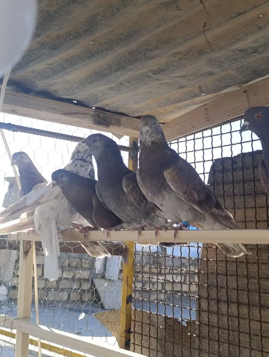 کبوتر پرشی|پرنده|فرمهین, |دیوار