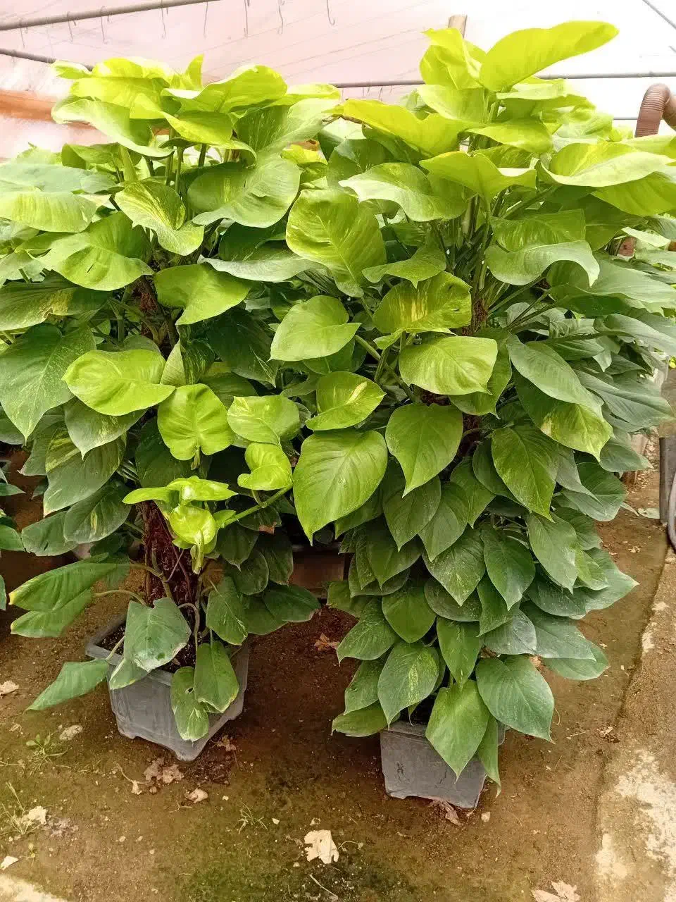 گل وگیاه آرکا نشتیفان فولاد پنجه|گل و گیاه طبیعی|خواف, |دیوار