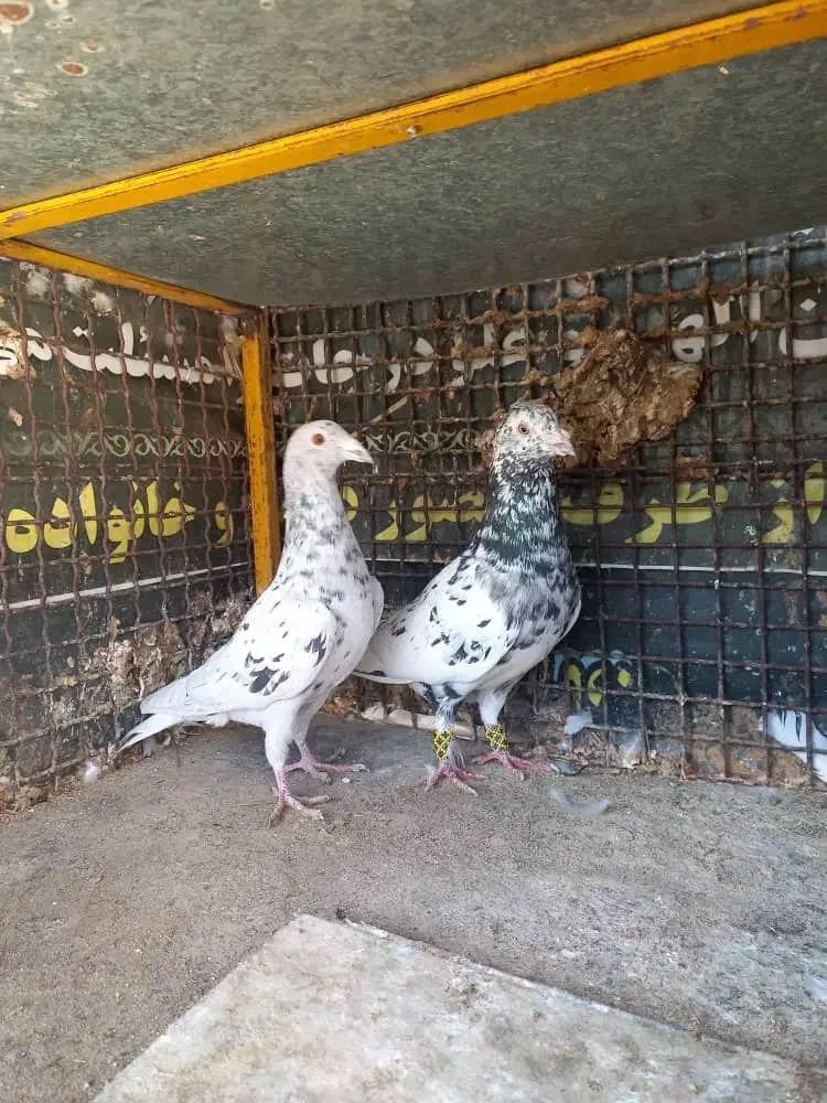 فروش دوجفت سرور|پرنده|جهرم, |دیوار