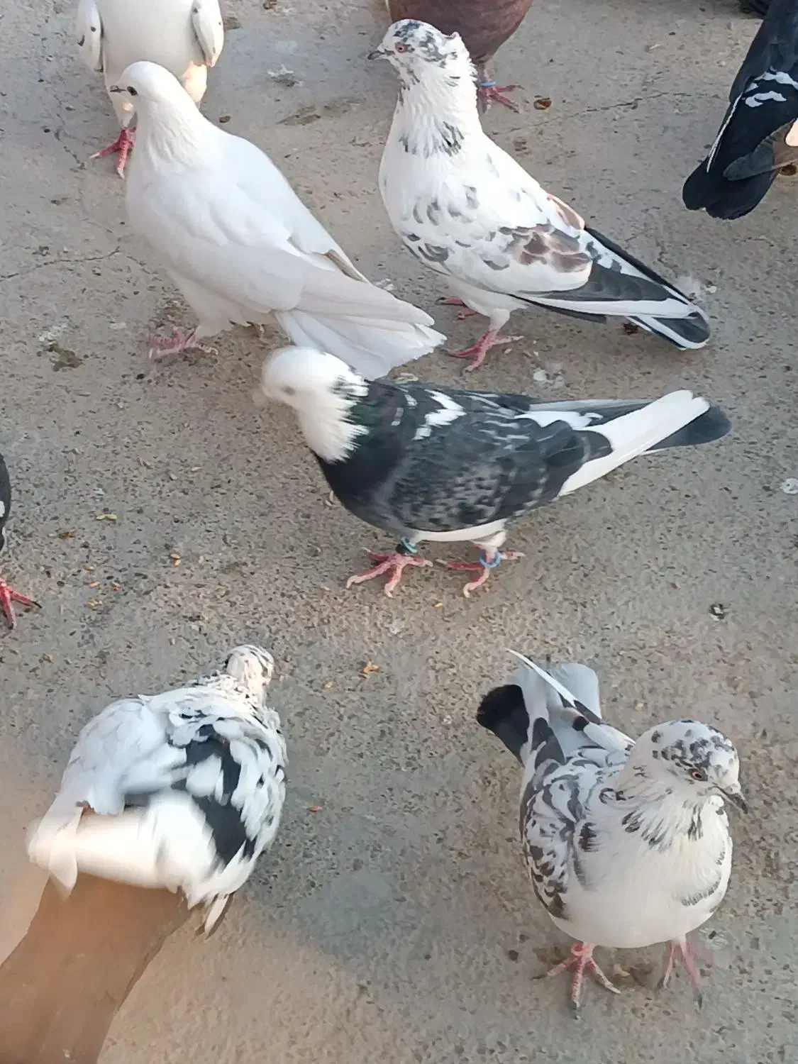 کبوتر پرشی|پرنده|گلپایگان, |دیوار