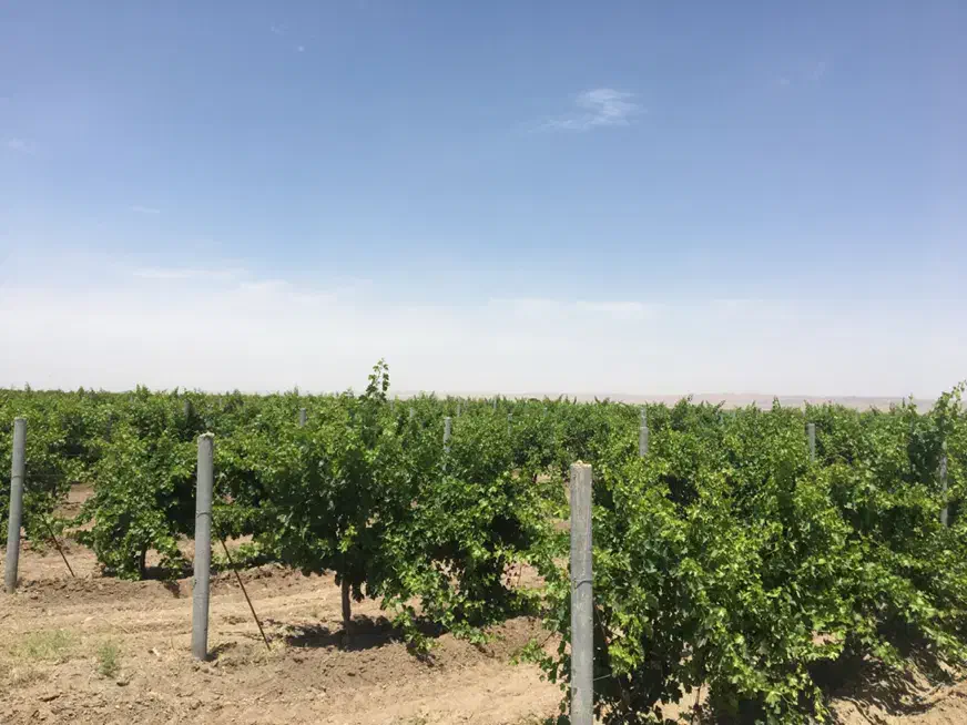 اجاره باغ انگور با ۲۰ ساعت اب چاه عمیق|اجارهٔ دفتر صنعتی، کشاورزی، تجاری|سبزوار, ابوریحان|دیوار