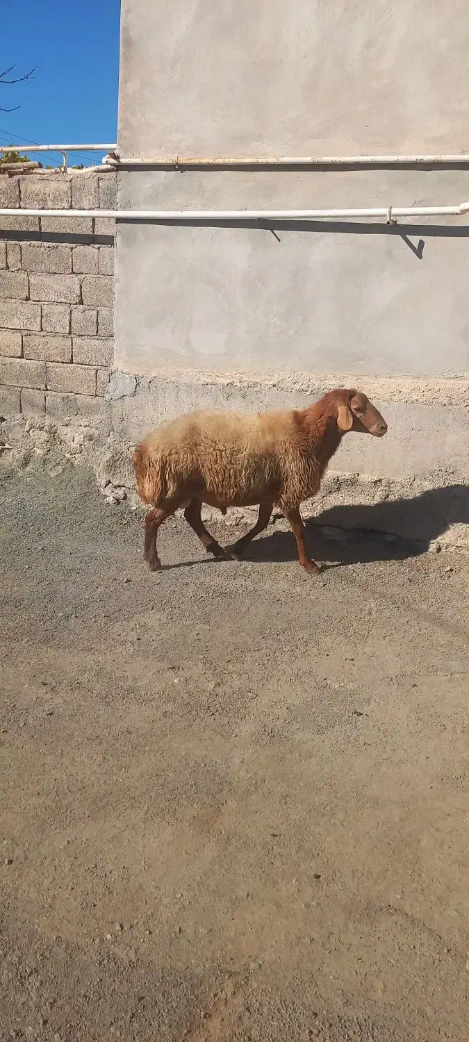 مغان|حیوانات مزرعه|بیلوار, |دیوار