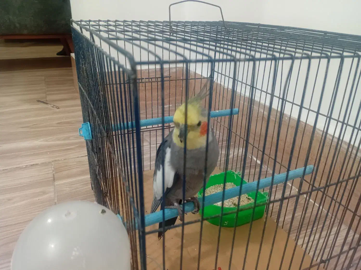 عروس هلندی|پرنده|کردکوی, |دیوار