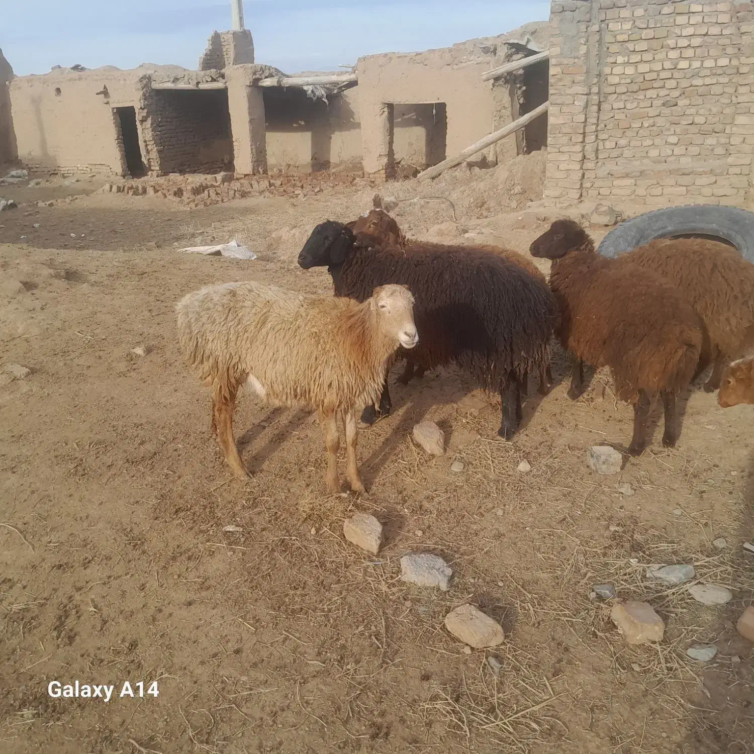 بره،، میش|حیوانات مزرعه|نیشابور, ریوند|دیوار