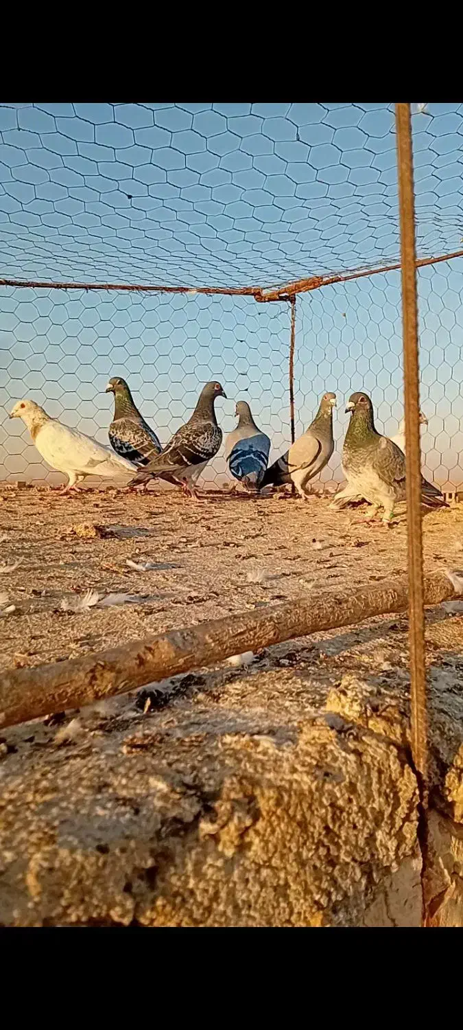 کبوتر آلمانی|پرنده|تربت جام, معدآباد|دیوار