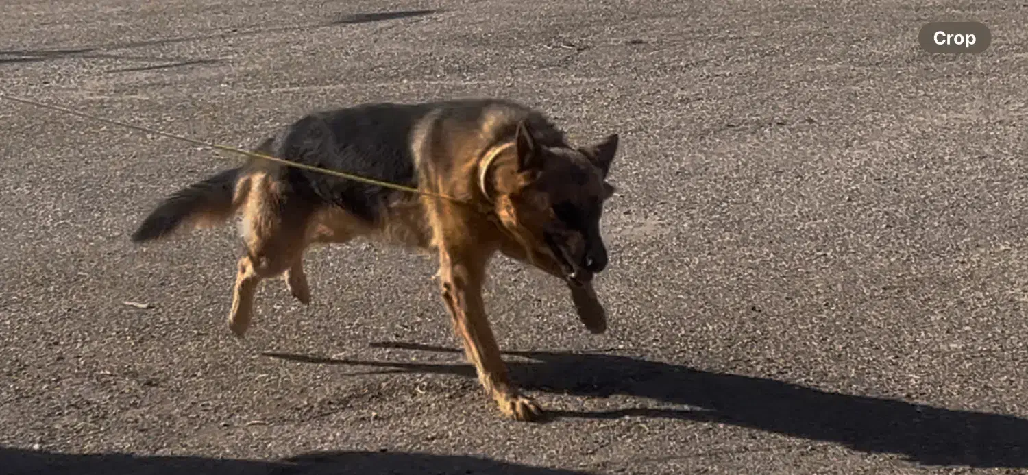 گمشده - سگ ژرمن نر|حیوانات|نهاوند, |دیوار