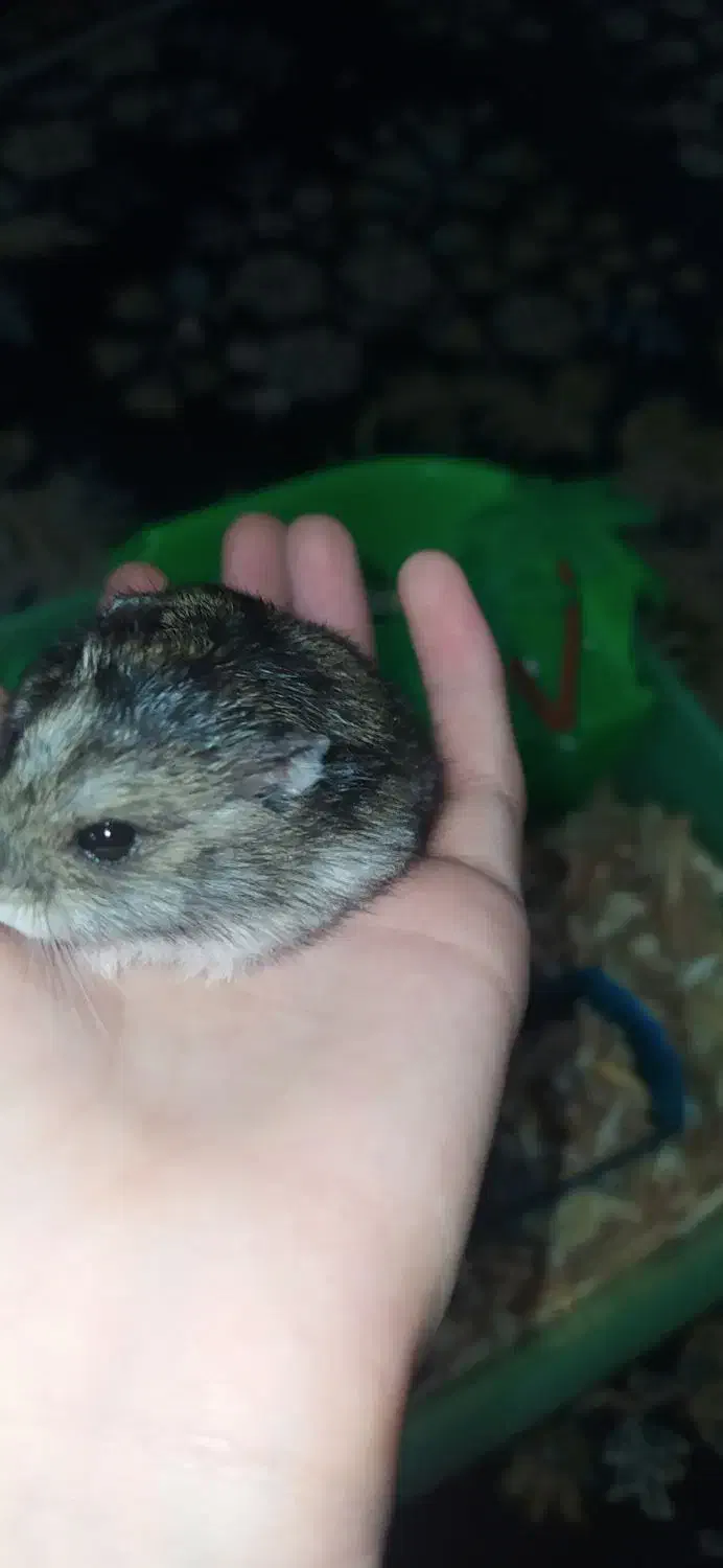 همستر نر|موش و خرگوش|گرگان, |دیوار