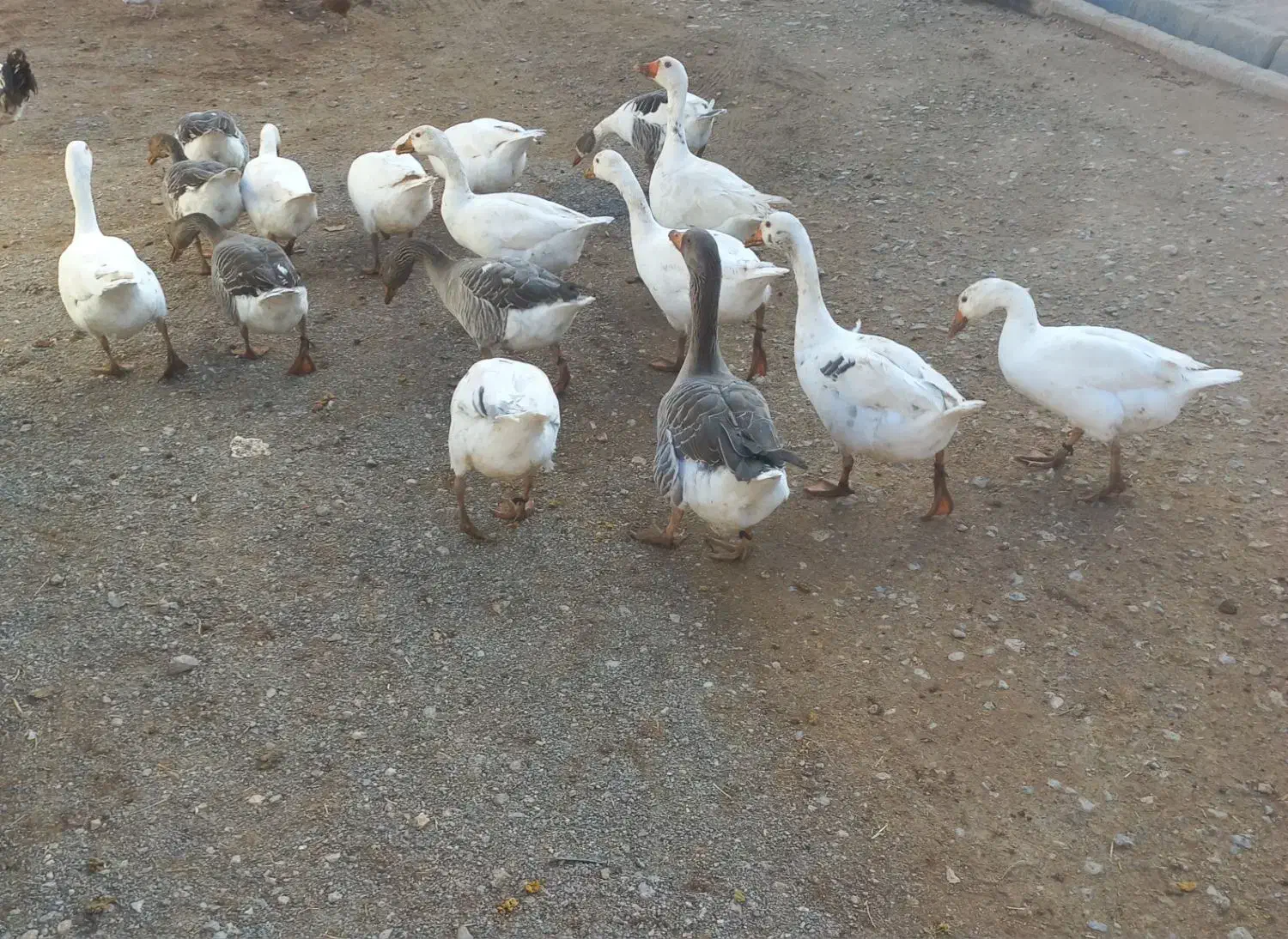 غازچاق گوشتی|حیوانات مزرعه|فیروزآباد (لرستان), |دیوار