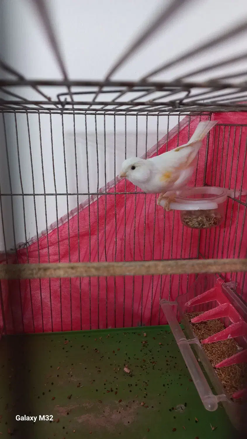 قناری نرو ماده|پرنده|تهران, علم و صنعت|دیوار