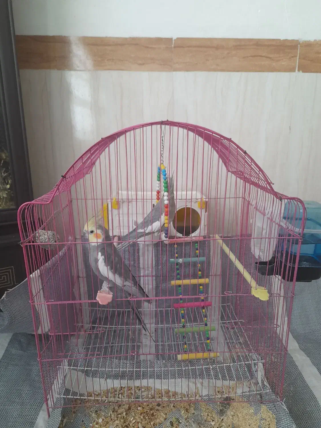 عروس هلندی|پرنده|محمدیار, |دیوار