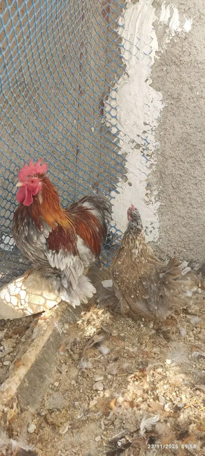 مرغ و خروس پاکوتاه نژاد کوشین|حیوانات مزرعه|پاکدشت, پاکدشت (مامازند)|دیوار