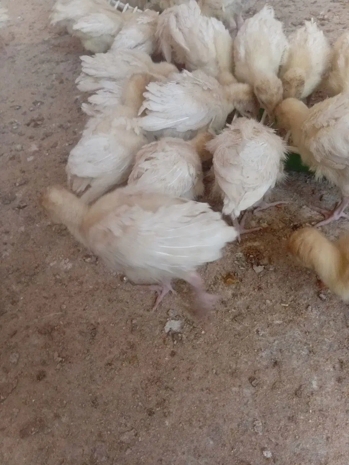 جوجه بوقلمون بیوتی ۲۵ عدد|حیوانات مزرعه|هندیجان, |دیوار