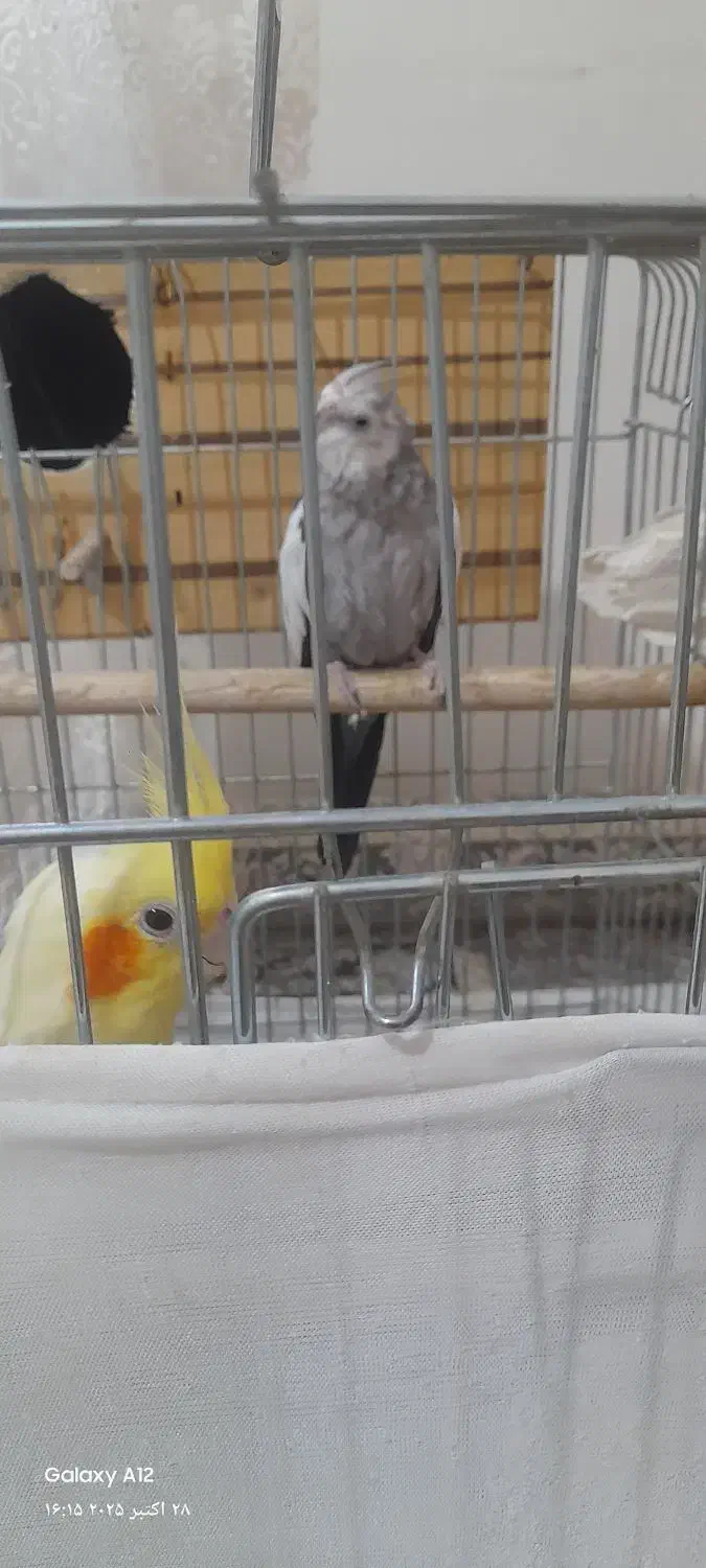 عروس هلندی مولد|پرنده|محمدشهر, شهرک پیام (مهرالبرز)|دیوار